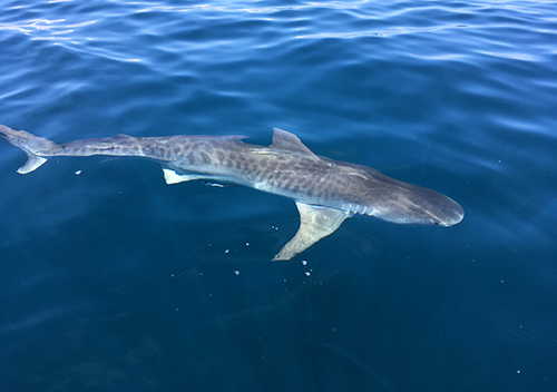 Hammerhead shark