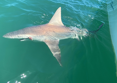 Shark in water