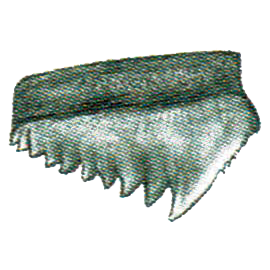 Bigeye Sixgill Shark Tooth