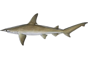 Bonnethead Shark