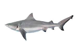 Bull Shark