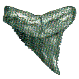 Bull Shark Tooth