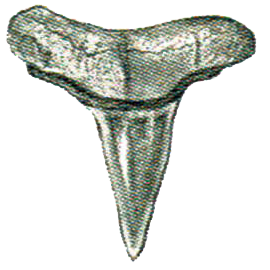 Lemon Shark Tooth