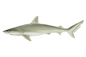 Blacknose Shark