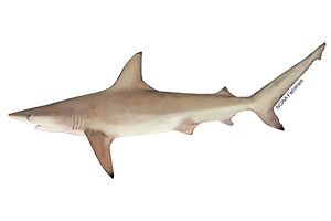 Blacktip Shark