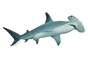 Scalloped Hammerhead Shark