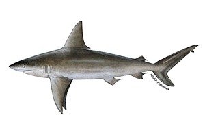 Sandbar Shark