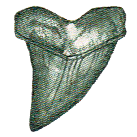 Shortfin Mako Shark Tooth