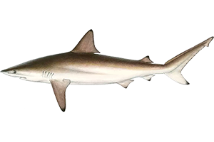 Spinner Shark