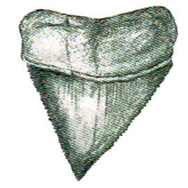 White Shark Tooth